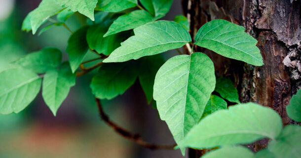 Poison Ivy